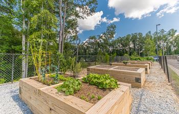 Community garden and koi pond